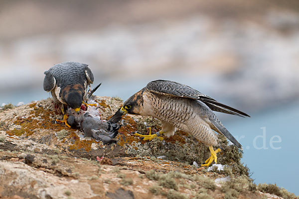 Wüstenfalke (Falco pelegrinoides)