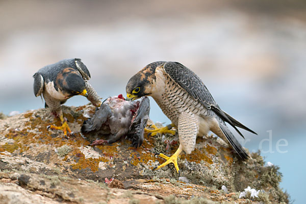 Wüstenfalke (Falco pelegrinoides)