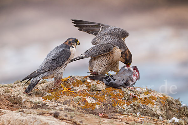 Wüstenfalke (Falco pelegrinoides)