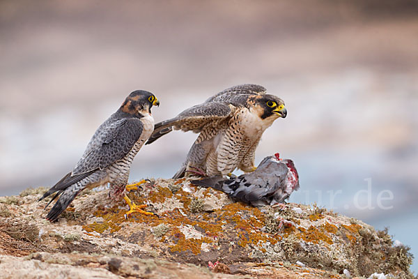 Wüstenfalke (Falco pelegrinoides)