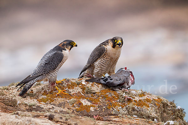 Wüstenfalke (Falco pelegrinoides)