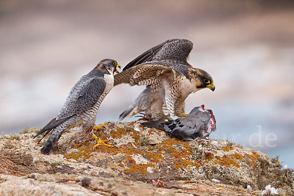 Wüstenfalke (Falco pelegrinoides)