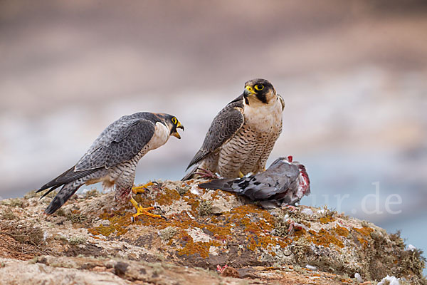 Wüstenfalke (Falco pelegrinoides)