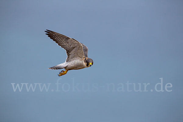 Wüstenfalke (Falco pelegrinoides)