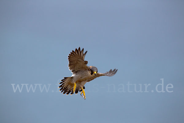 Wüstenfalke (Falco pelegrinoides)