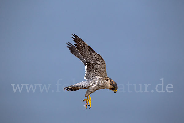 Wüstenfalke (Falco pelegrinoides)