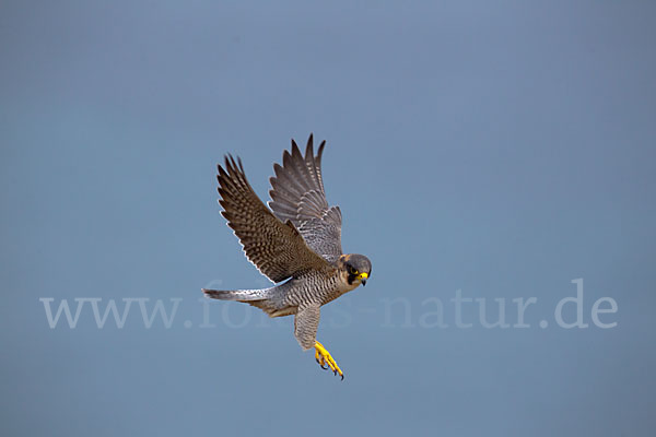 Wüstenfalke (Falco pelegrinoides)