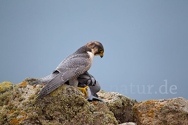 Wüstenfalke (Falco pelegrinoides)