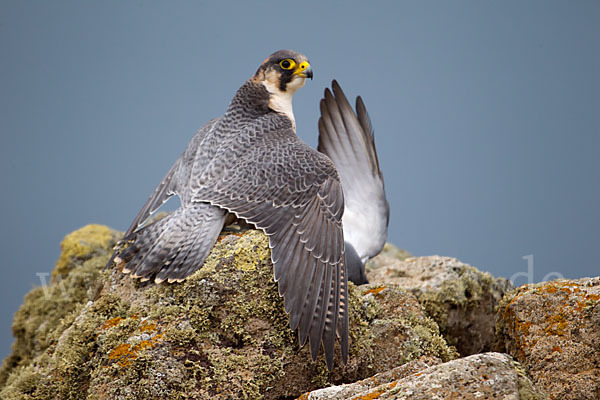 Wüstenfalke (Falco pelegrinoides)