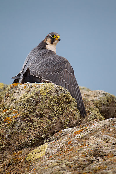 Wüstenfalke (Falco pelegrinoides)