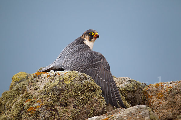 Wüstenfalke (Falco pelegrinoides)