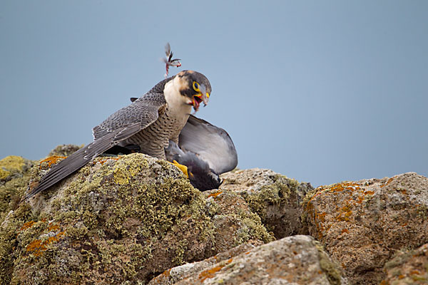 Wüstenfalke (Falco pelegrinoides)