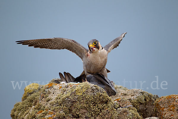 Wüstenfalke (Falco pelegrinoides)