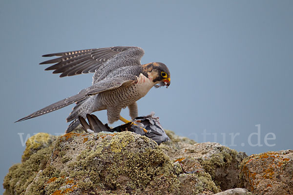 Wüstenfalke (Falco pelegrinoides)