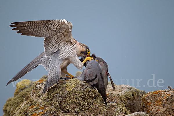 Wüstenfalke (Falco pelegrinoides)