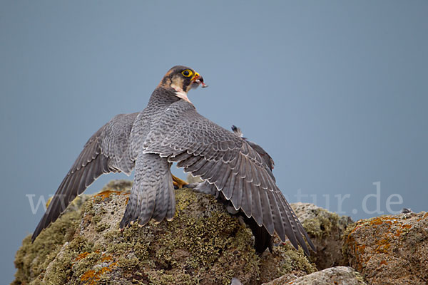 Wüstenfalke (Falco pelegrinoides)