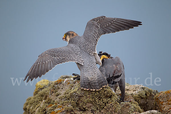 Wüstenfalke (Falco pelegrinoides)