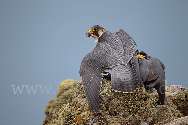 Wüstenfalke (Falco pelegrinoides)