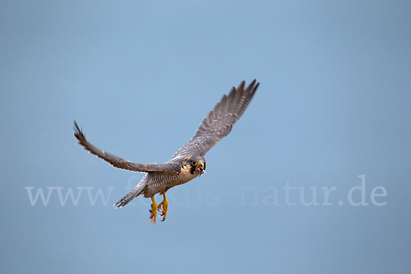 Wüstenfalke (Falco pelegrinoides)