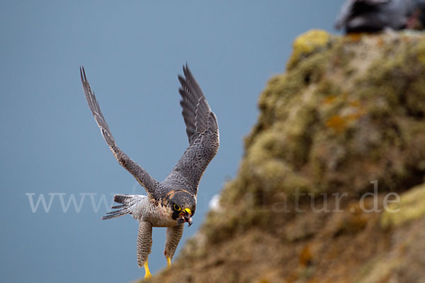 Wüstenfalke (Falco pelegrinoides)