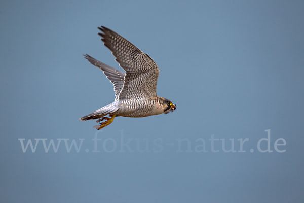 Wüstenfalke (Falco pelegrinoides)