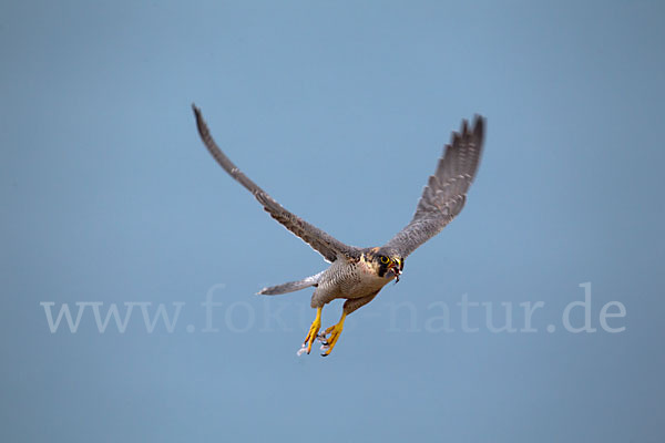 Wüstenfalke (Falco pelegrinoides)