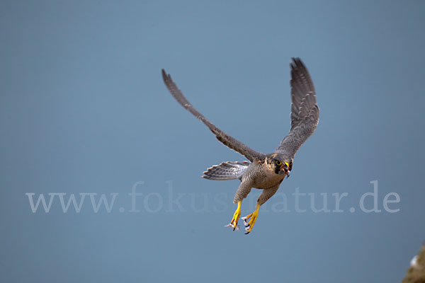 Wüstenfalke (Falco pelegrinoides)