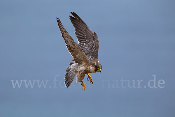 Wüstenfalke (Falco pelegrinoides)