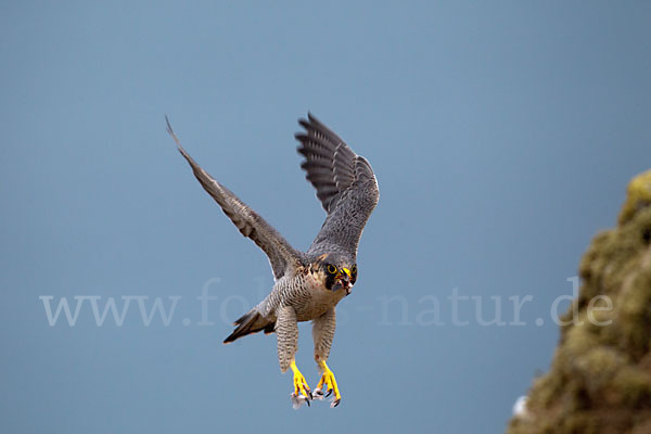 Wüstenfalke (Falco pelegrinoides)