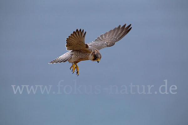 Wüstenfalke (Falco pelegrinoides)