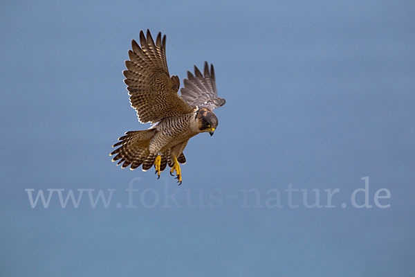 Wüstenfalke (Falco pelegrinoides)