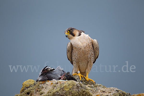 Wüstenfalke (Falco pelegrinoides)