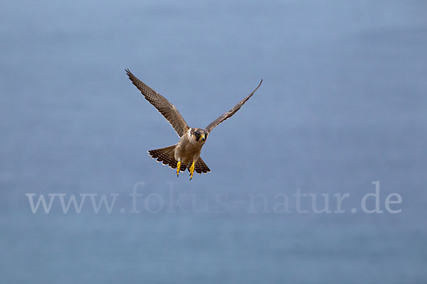 Wüstenfalke (Falco pelegrinoides)