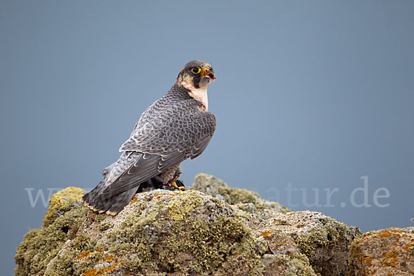 Wüstenfalke (Falco pelegrinoides)