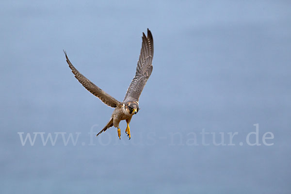 Wüstenfalke (Falco pelegrinoides)