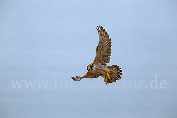 Wüstenfalke (Falco pelegrinoides)