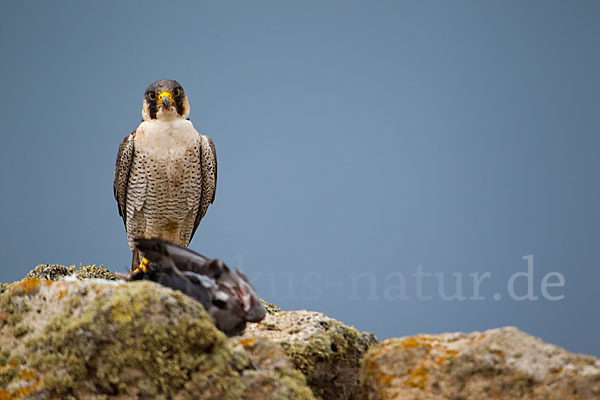 Wüstenfalke (Falco pelegrinoides)