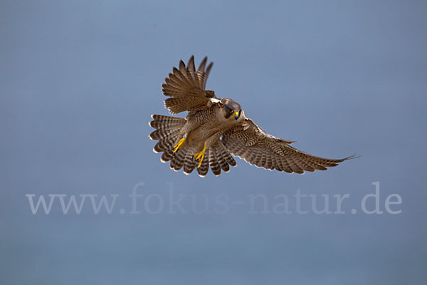 Wüstenfalke (Falco pelegrinoides)