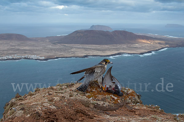 Wüstenfalke (Falco pelegrinoides)