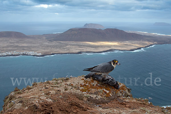 Wüstenfalke (Falco pelegrinoides)