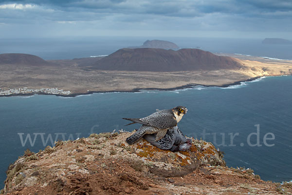 Wüstenfalke (Falco pelegrinoides)