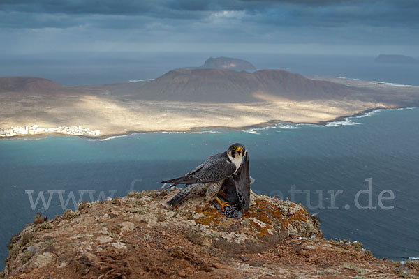 Wüstenfalke (Falco pelegrinoides)