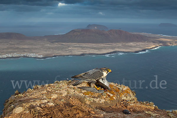 Wüstenfalke (Falco pelegrinoides)