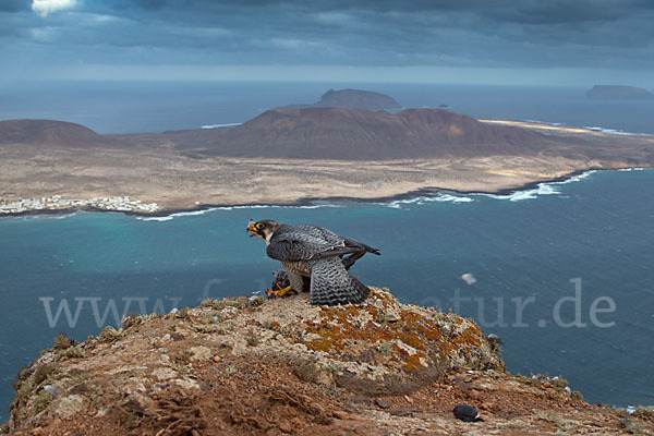 Wüstenfalke (Falco pelegrinoides)