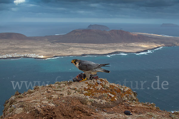 Wüstenfalke (Falco pelegrinoides)