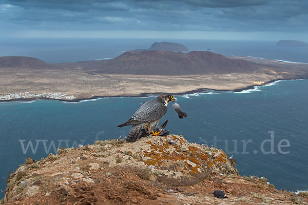 Wüstenfalke (Falco pelegrinoides)