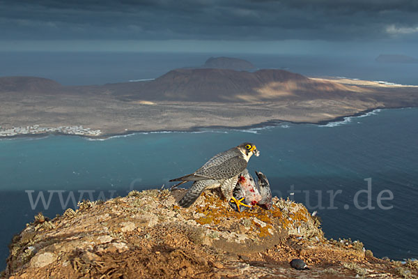 Wüstenfalke (Falco pelegrinoides)