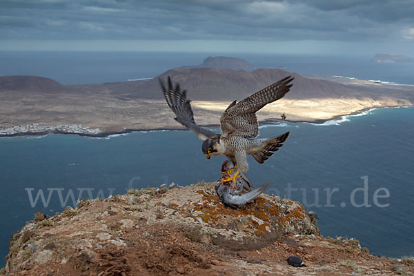 Wüstenfalke (Falco pelegrinoides)