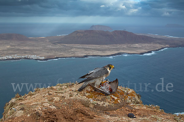 Wüstenfalke (Falco pelegrinoides)