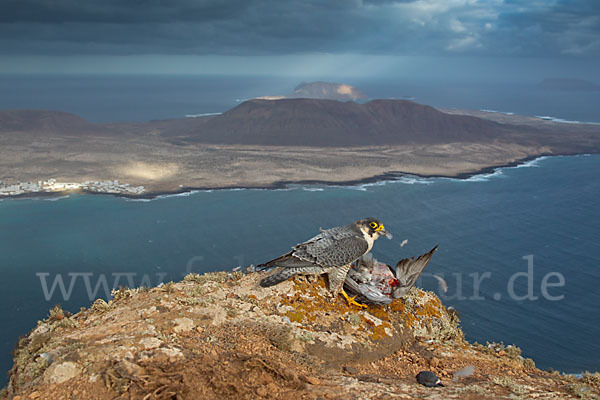 Wüstenfalke (Falco pelegrinoides)